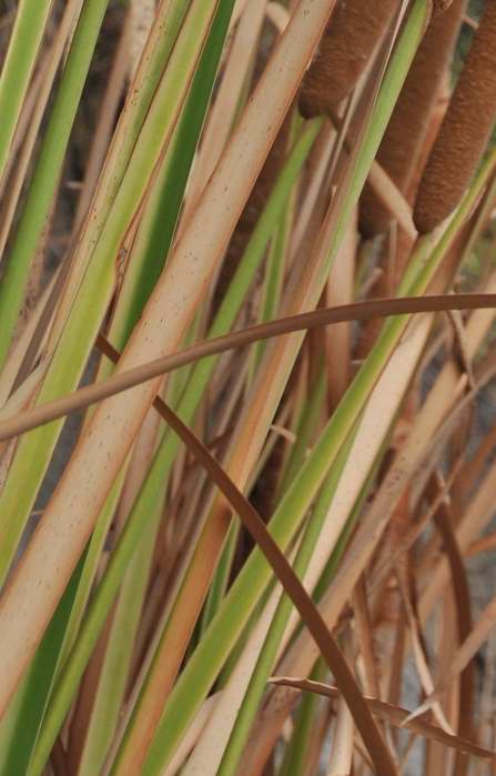 Typha angustifolia